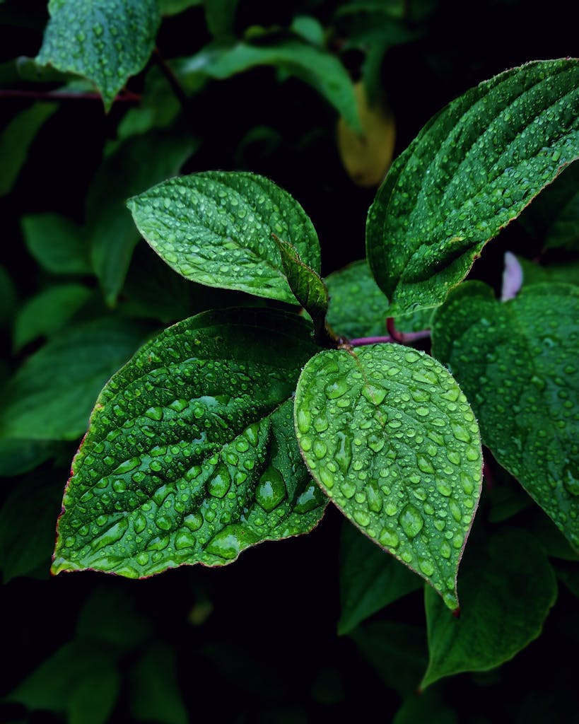 Vibrant green leaves covered in dewdrops, captured in Hol, Norway, showcasing nature's freshness.